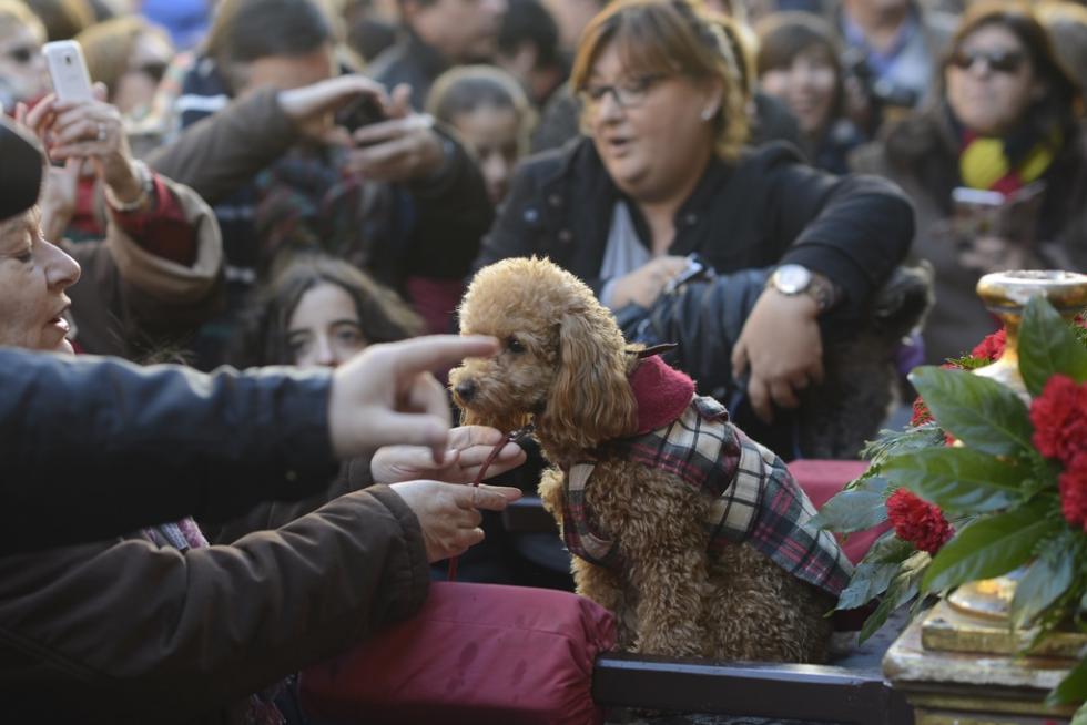Bendición de Animales en San Pablo por San Antón