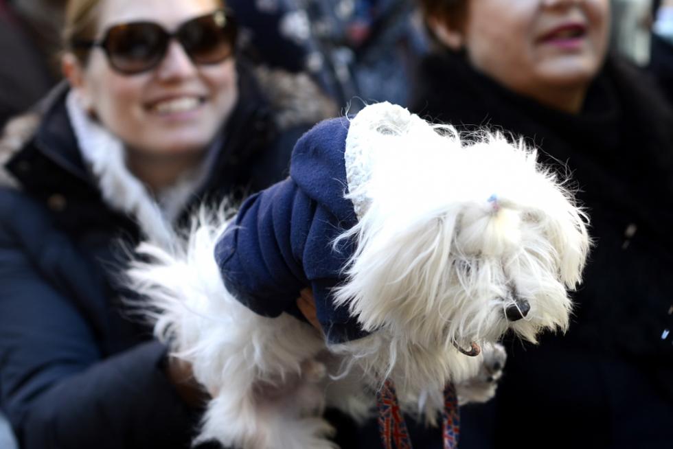 Bendición de Animales en San Pablo por San Antón