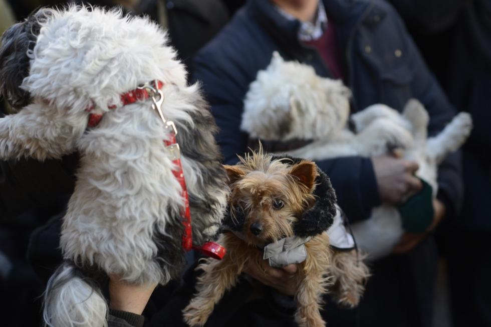 Bendición de Animales en San Pablo por San Antón