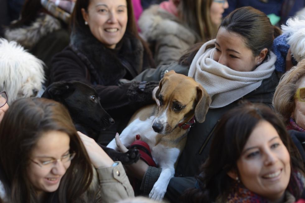 Bendición de Animales en San Pablo por San Antón