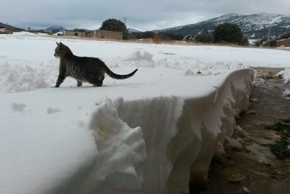 Nieve en Ojos Negros