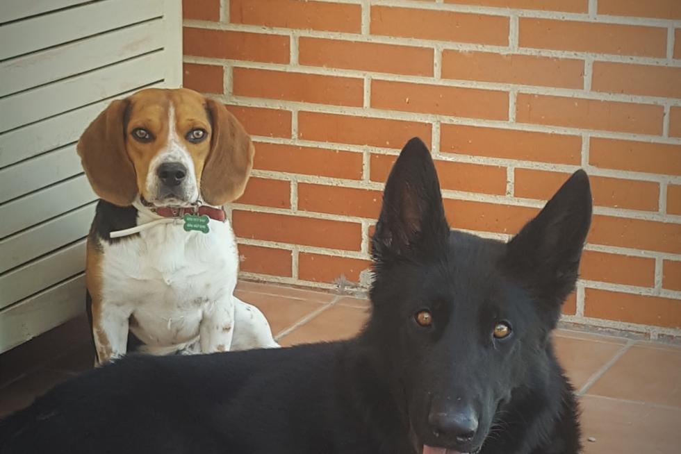 El álbum de las mascotas