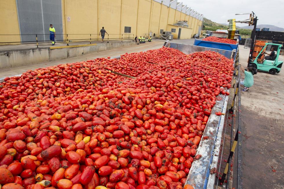 La tomatina de Buñol cumple su rito anual