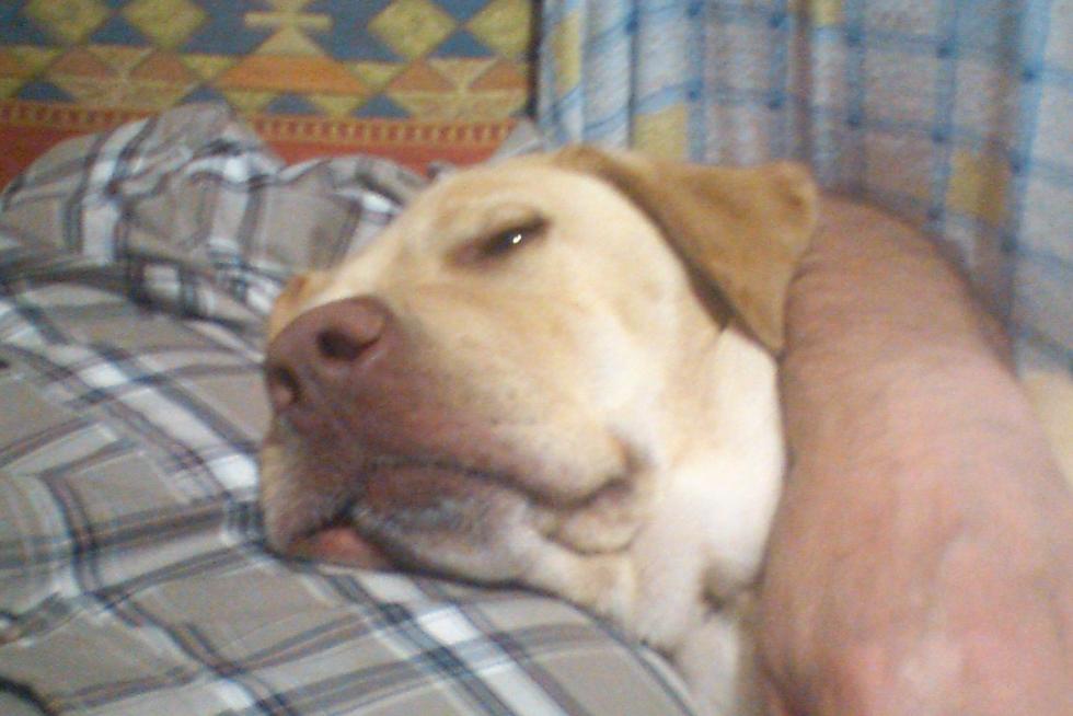 El álbum de las mascotas