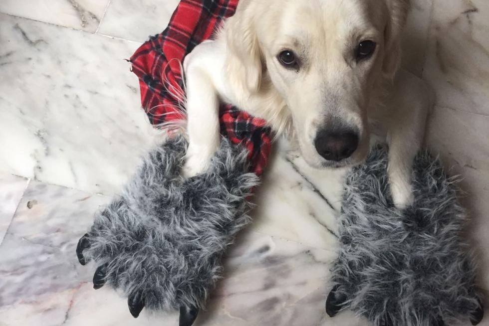 El álbum de las mascotas