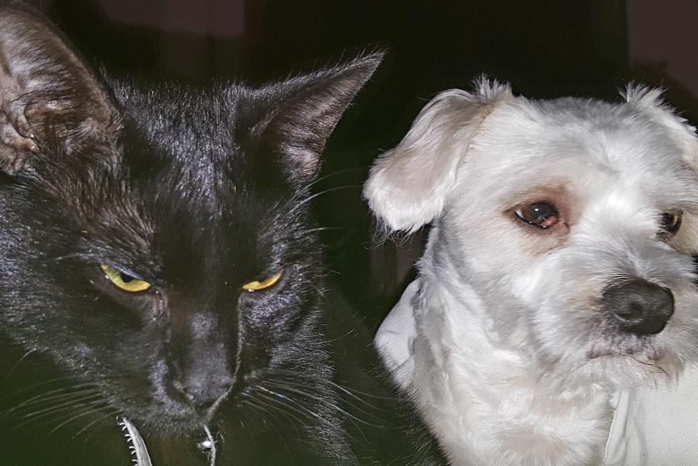 El álbum de las mascotas