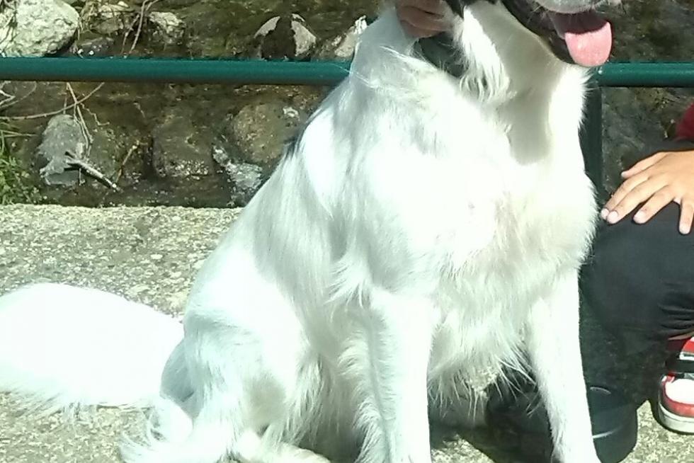 El álbum de las mascotas