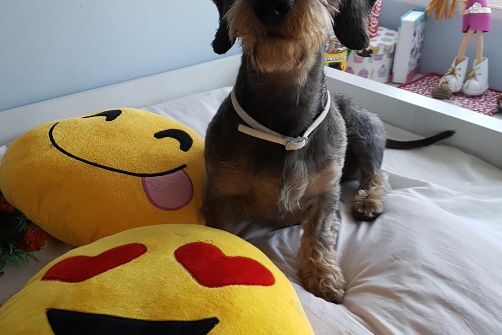 El álbum de las mascotas
