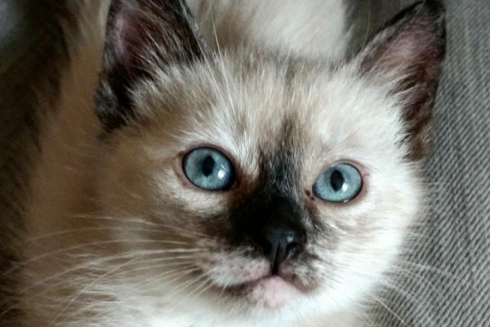 Perla