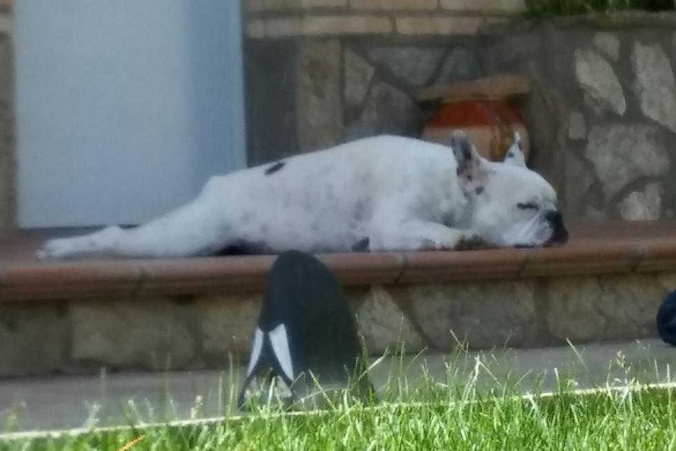 Siesta