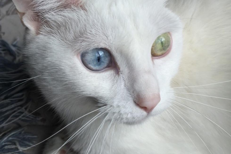 Mimi