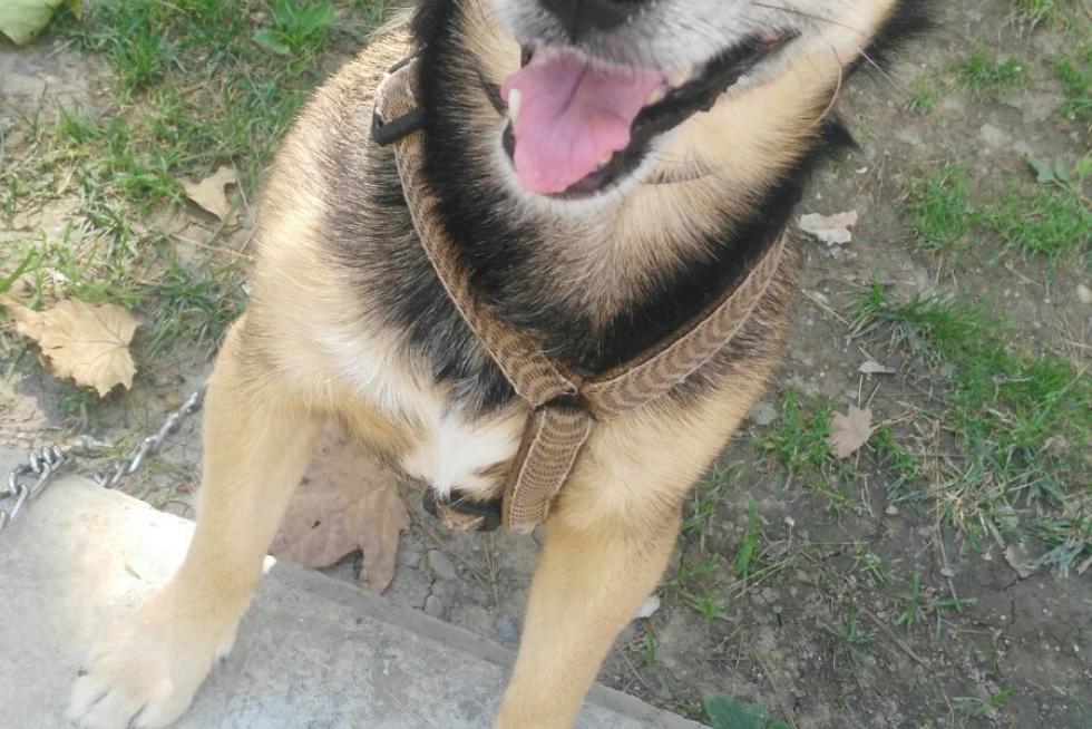 Leo