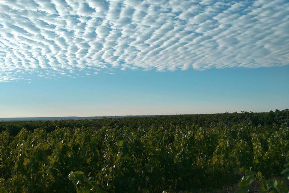 Cielos en filas de algodón