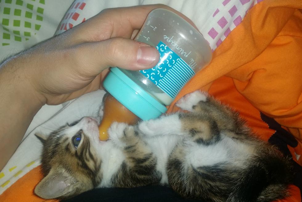Pipa