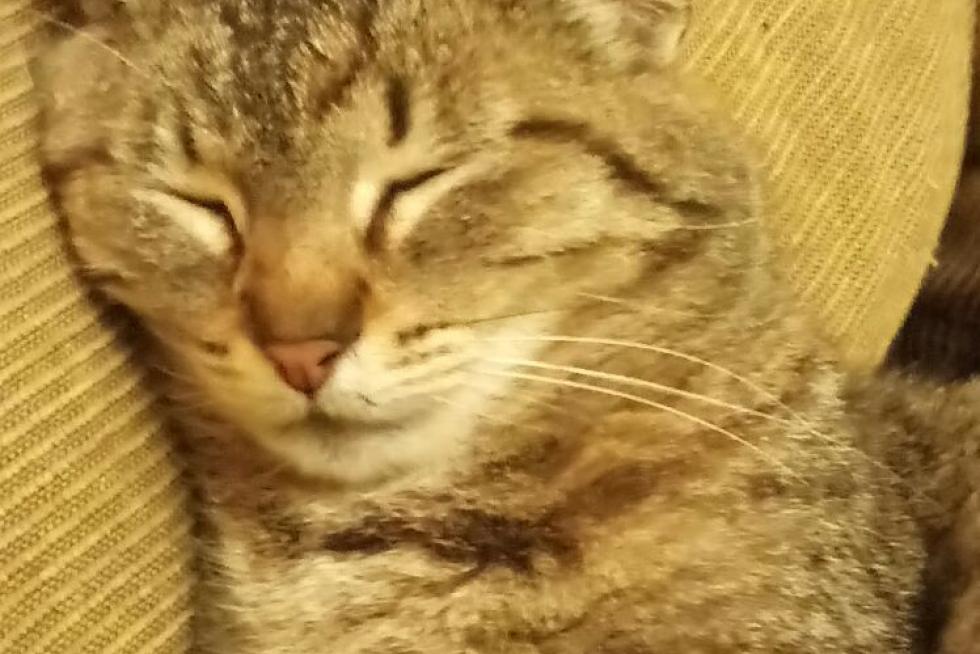 Magie en la hora de la siesta
