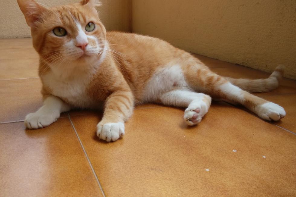 Wiski