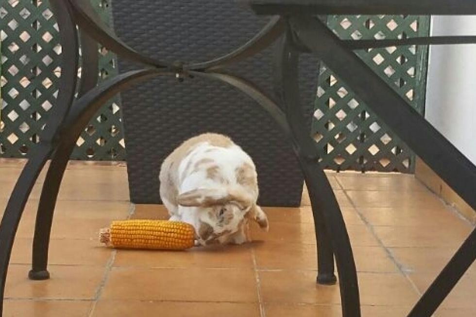 El álbum de las mascotas