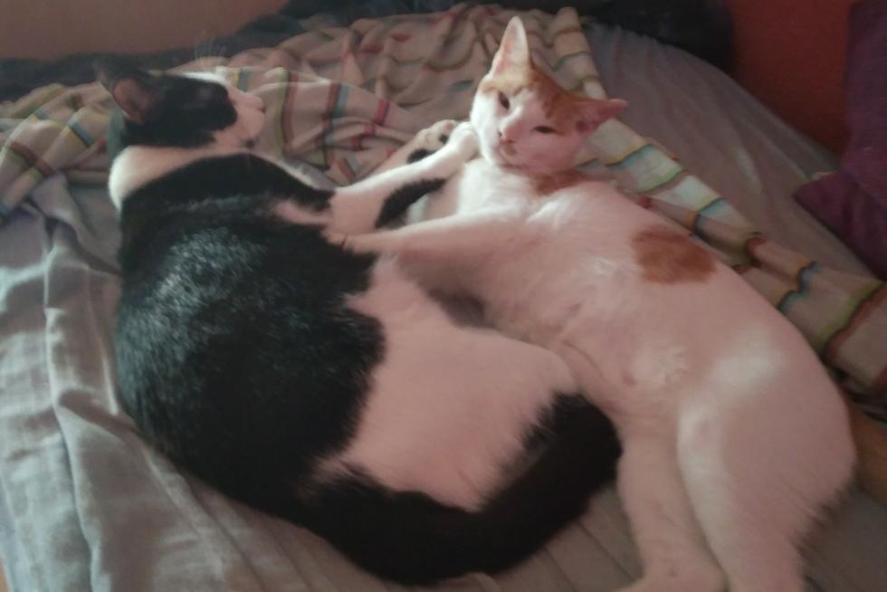 Mis amigos peludos