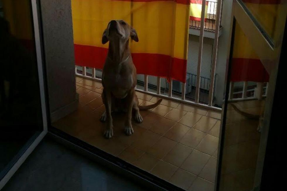 El álbum de las mascotas