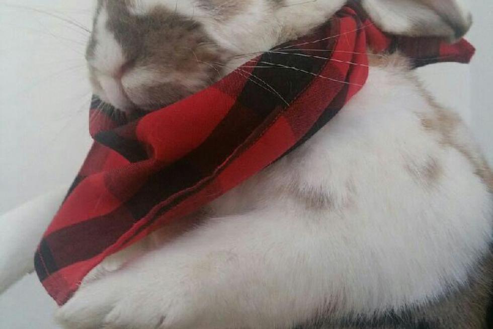 El álbum de las mascotas