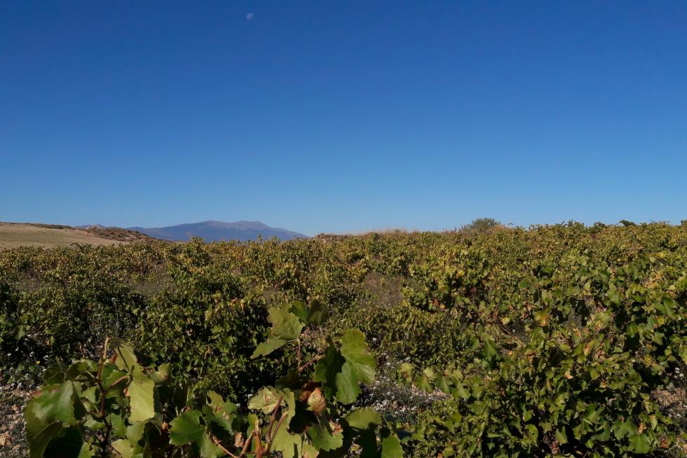 CIELO,MONCAYO Y VIÑEDOS