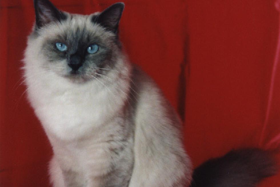 Mi gatita