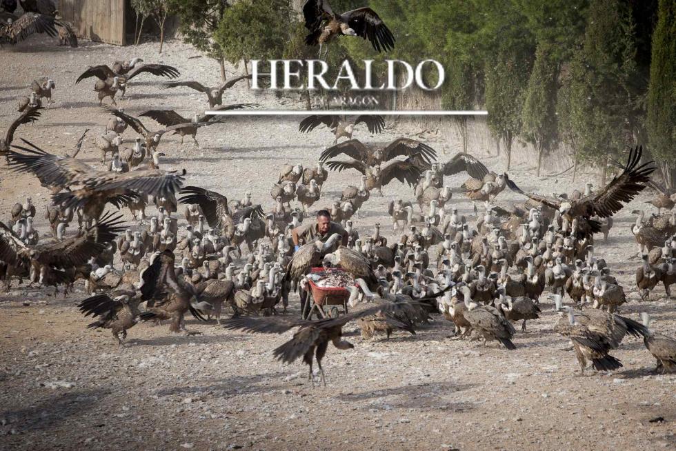 El 1 de agosto comenzó a publicarse una nueva sección diaria en HERALDO. 'Aragón, pueblo a pueblo' refleja una o varias historias de cada municipio aragonés, con hincapié en personas e iniciativas (socioculturales, empresariales, deportivas, históricas) que puedan identificarse con el municipio que las alberga. Se revelan nuevas realidades de cada lugar visitado o, en su defecto, aspectos poco conocidos de temas ya tratados. Se llegará a todos y cada uno de los 731 municipios aragoneses en algo menos de dos años. En la imagen, José Ramón Moragrega, con la carretilla llena de despojos de matadero, rodeado por buitres en busca de su alimento, en Valderrobres.