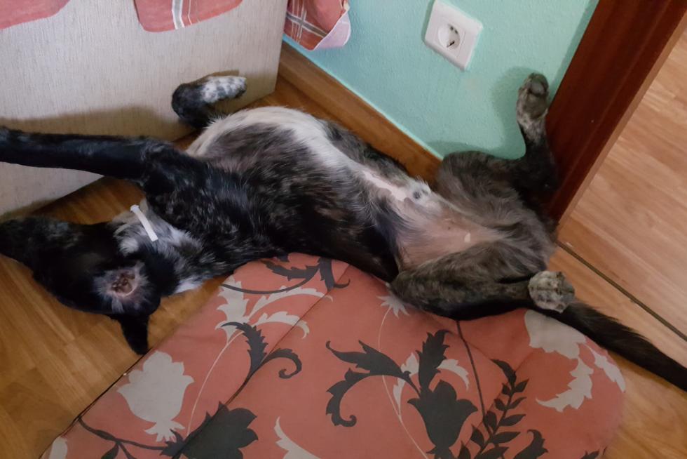 mi ternurica