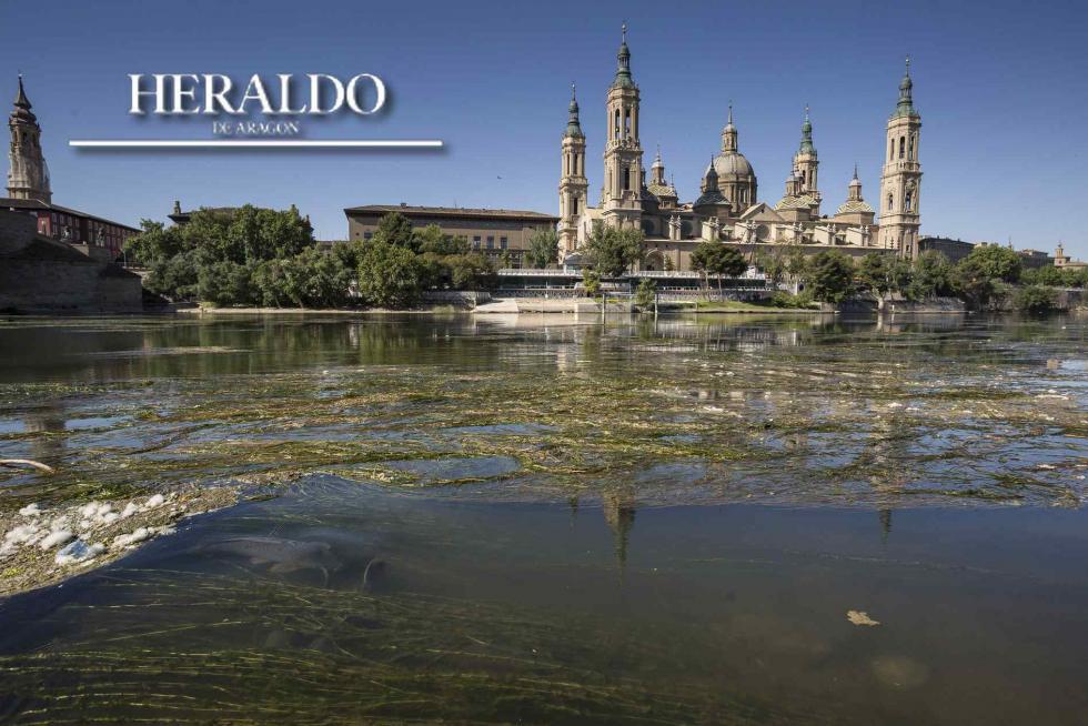 Aspecto del río Ebro el 24 de abril en Zaragoza, con un nivel que no llega a los 70 centímetros; brotan miles de algas, helechos e insectos. A la izquierda de la imagen son visibles varios siluros. El río bajaba este día con un caudal de tan solo 35 metros cúbicos por segundo: el año pasado y en estas mismas fechas llevaba diez veces más agua.