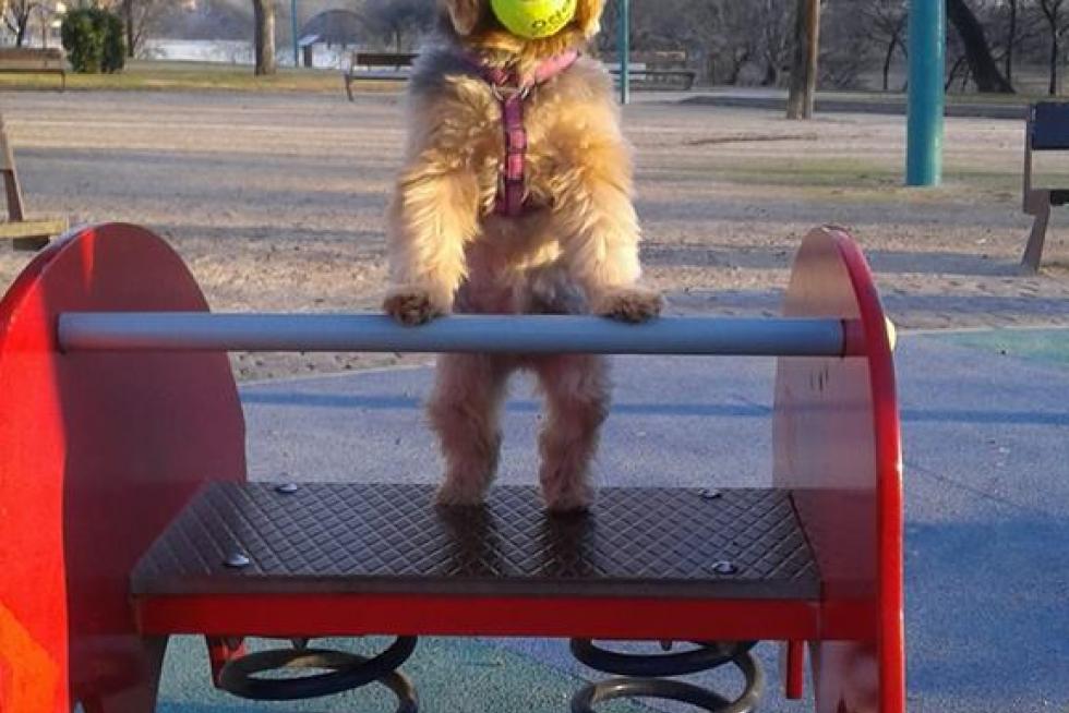 jugando con Cani