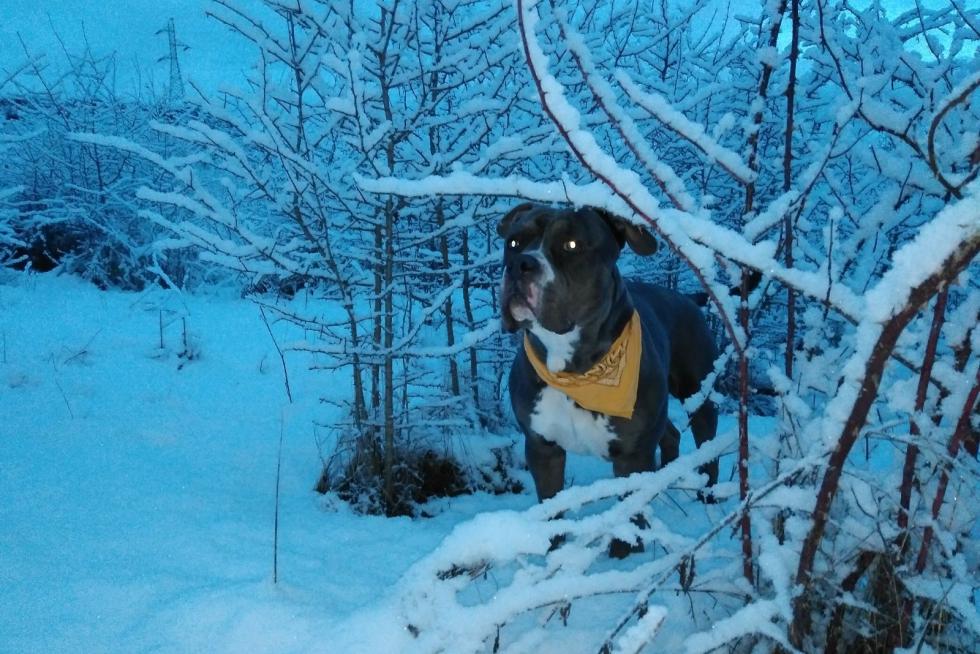 El cabo en Invernalia