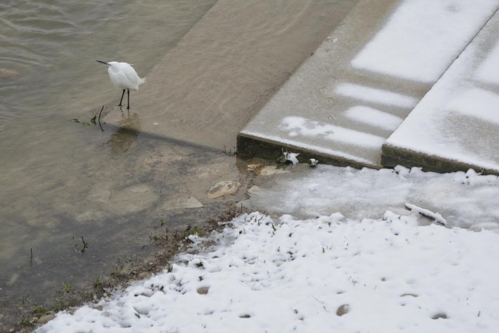 Este miércoles Zaragoza ha amanecido cubierta por una fina capa de nieve