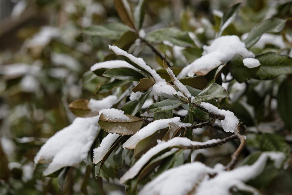 Este miércoles Zaragoza ha amanecido cubierta por una fina capa de nieve