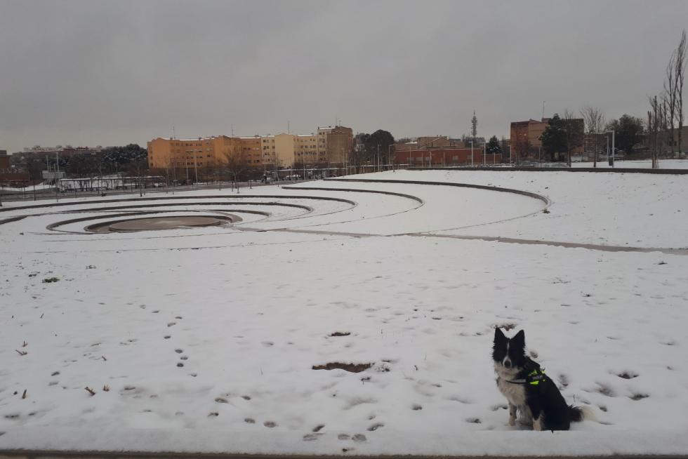 Este miércoles Zaragoza ha amanecido cubierta por una fina capa de nieve