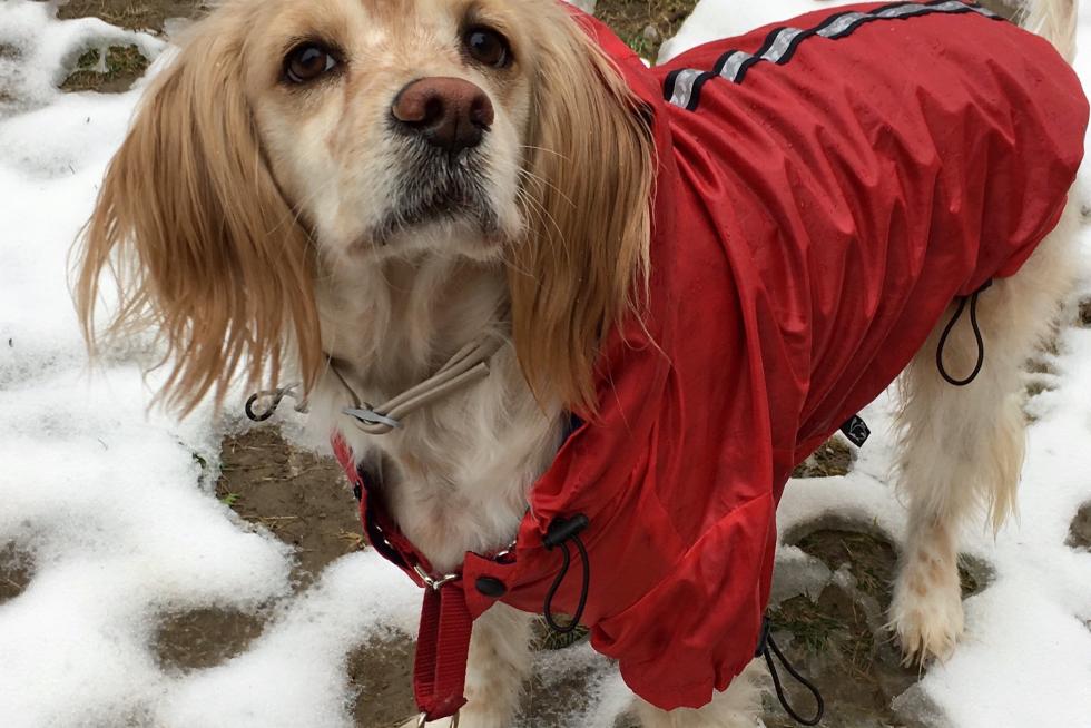 @4_thedog pisa la nieve por primera vez.