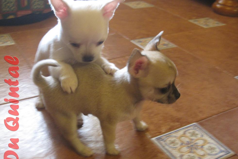 MIS CHIHUAHUA