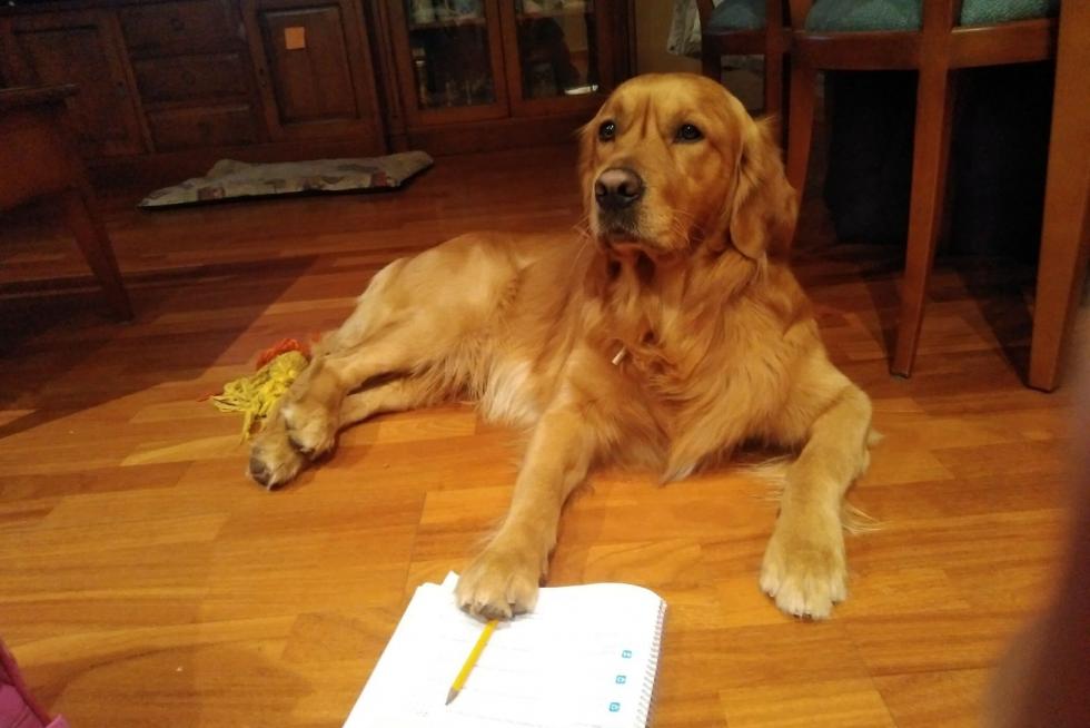buddy