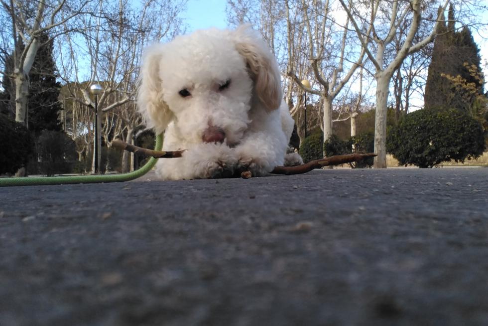 ChachiEmilio y su palo