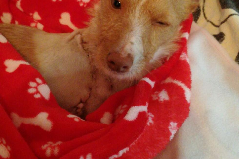 mi nuevo amigo