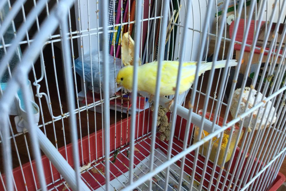 Pipo, mi mascota