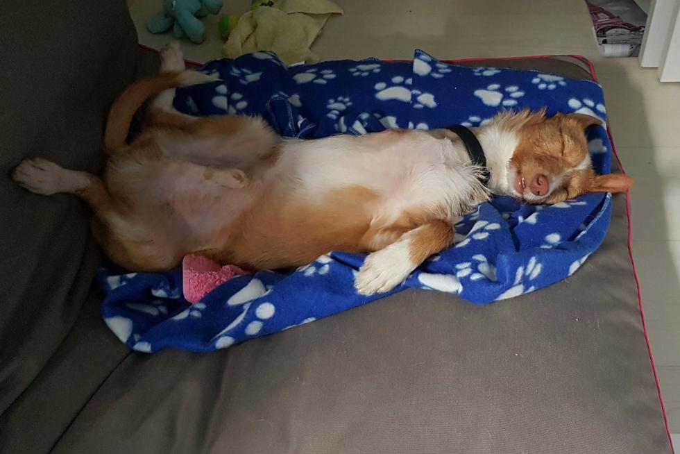 durmiendo placidamente