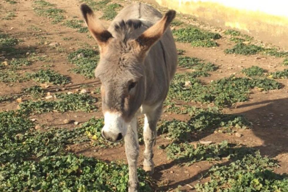 Mi mascota Lucera.