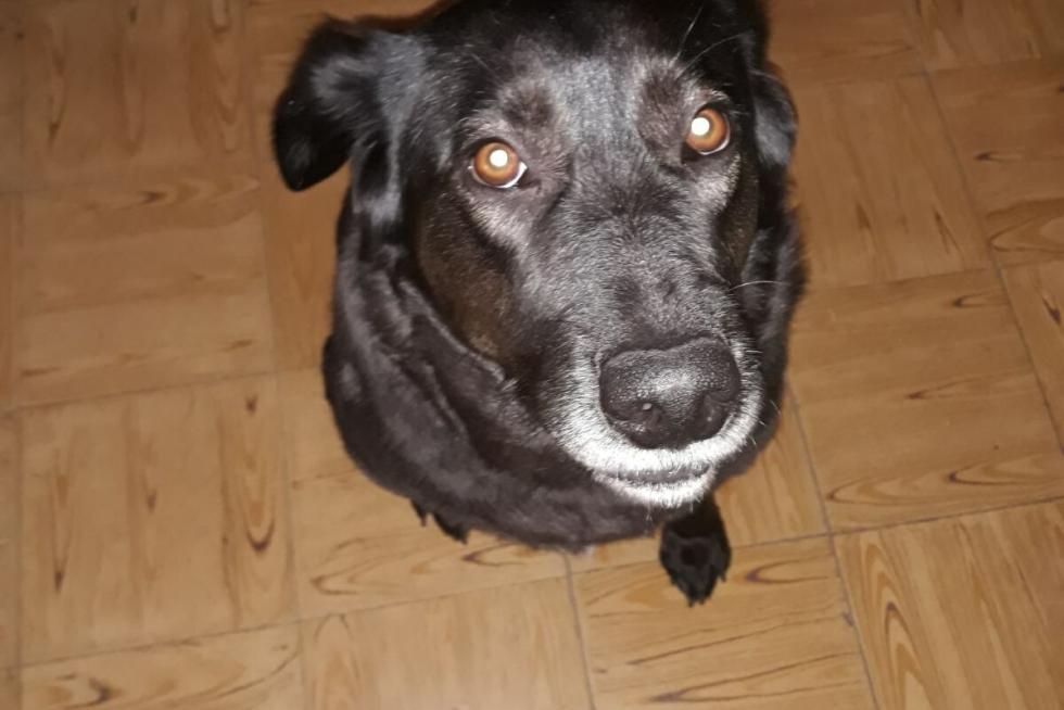 Esperando su paseo