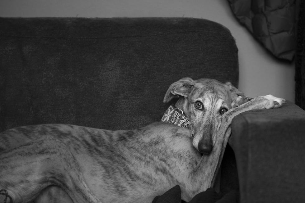 Mi Sophie