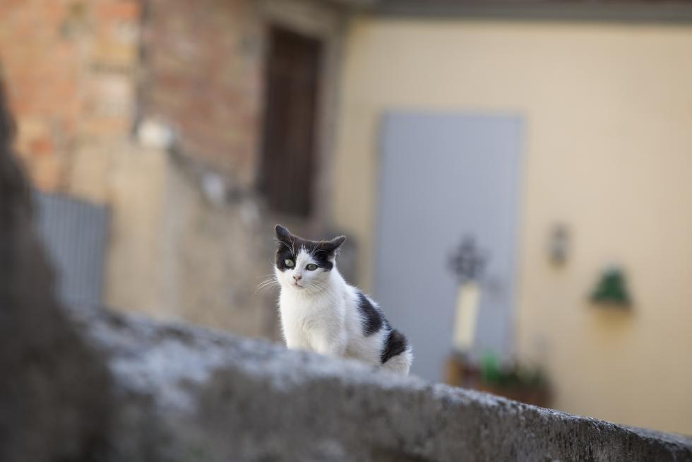 Estampa gatuna en San Esteban.