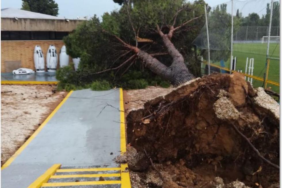 El pino derribado por la tormenta esta tarde de domingo en la Ciudad Deportiva del Real Zaragoza, junto a las oficinas, el gimnasio y el campo de entrenamientos del primer equipo.