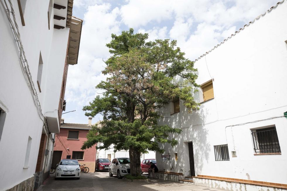 El árbol gordo