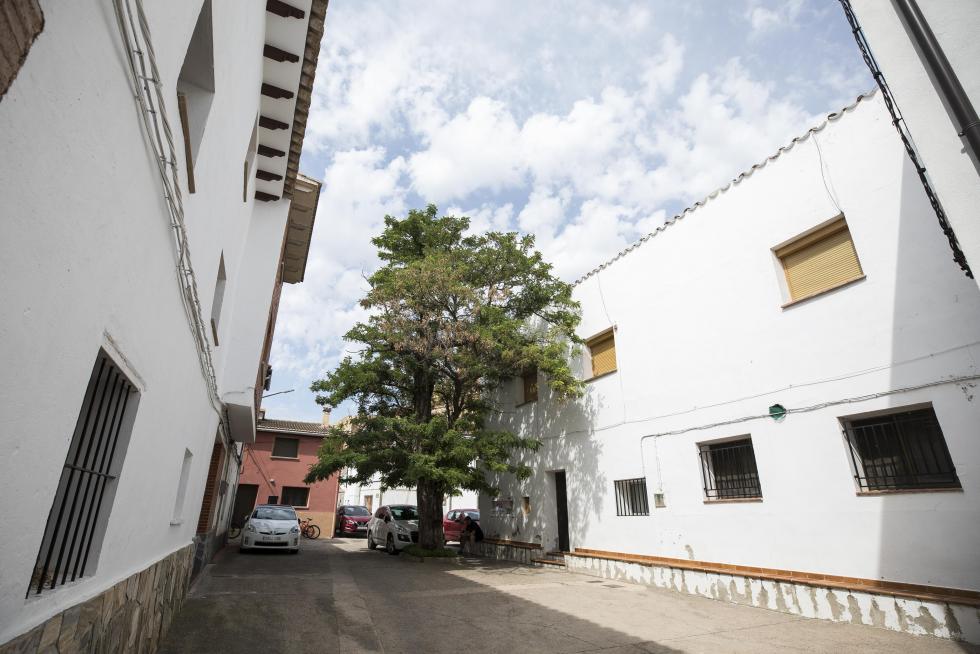 El árbol gordo