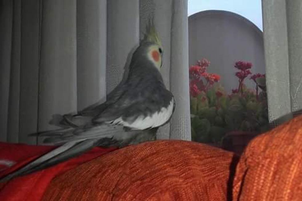 noa