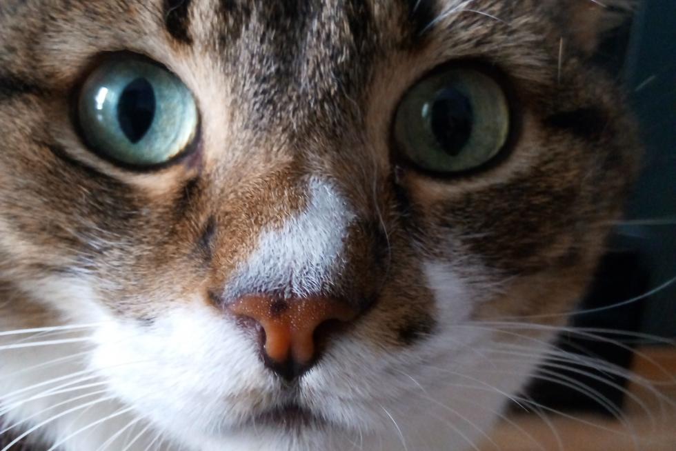 Mi gato Tulito
